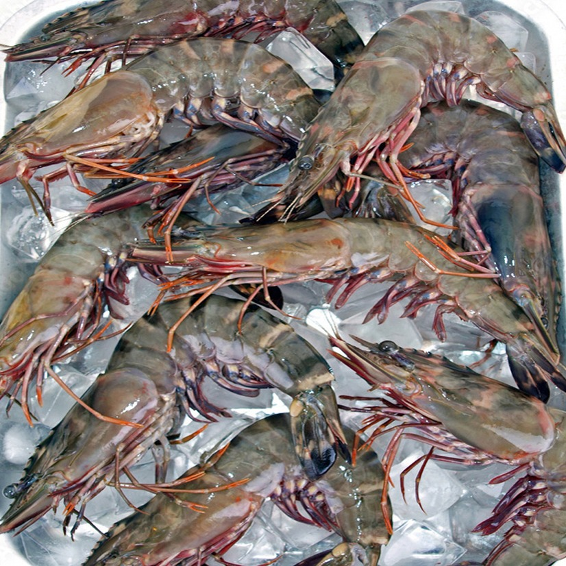 P. Monodon